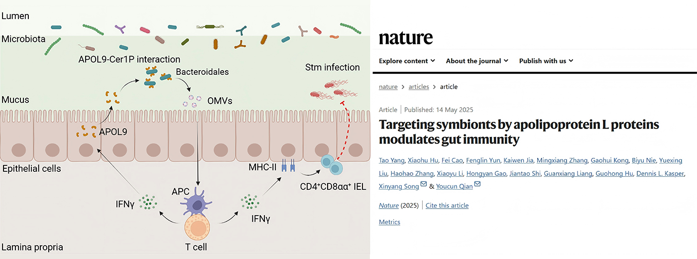 Nature|營(yíng)養(yǎng)與健康所錢(qián)友存研究組合作揭示新型載脂蛋白-共生菌鞘脂互作調(diào)控腸道黏膜穩(wěn)態(tài)新機(jī)制
