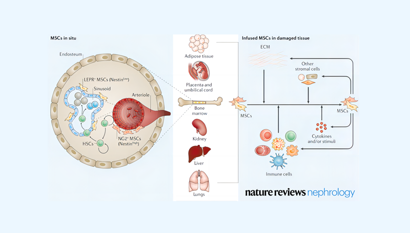 時玉舫研究組在Nature Reviews Nephrology就炎癥微環(huán)境調(diào)控干細胞的應用和機制發(fā)表特邀綜述