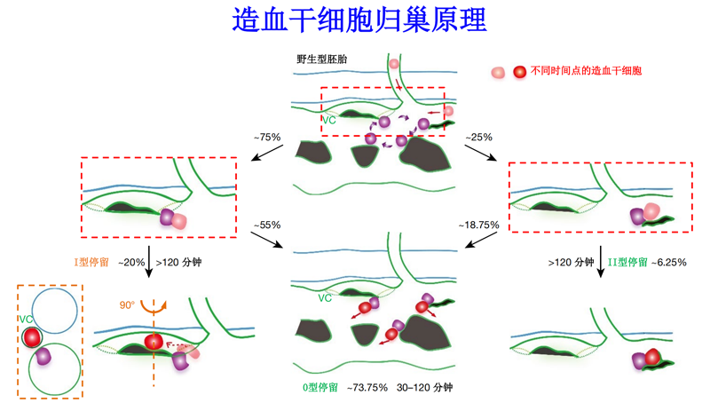 中國科學(xué)家首次揭秘新生造血干細(xì)胞在體歸巢全過程