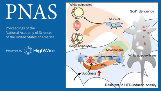 PNAS│時玉舫/王瑩研究組發(fā)現(xiàn)脂肪前體細(xì)胞分化命運的重要調(diào)控機制
